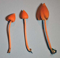 Entoloma quadratum.